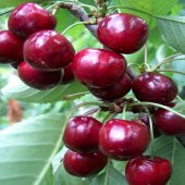 Tüplü Yarı Bodur Sofralık Stella Kiraz Fidanı thumbnail 1