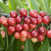 Tüplü Yarı Bodur Sweet Heart Kiraz Fidanı thumbnail 5