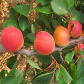 Tüplü Yarı Bodur Lezzetli Aldeniz Kayısı Fidanı thumbnail 3