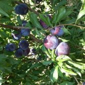 Tüplü Yarı Bodur Tracy Sun Erik Fidanı thumbnail 2