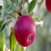 Tüplü Yarı Bodur Williams Pride Elma Fidanı thumbnail 1