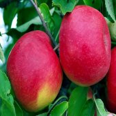 Tüplü Yarı Bodur Yüksek Verimli Fuji Elma Fidanı thumbnail 3