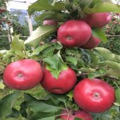Tüplü Yarı Bodur Fuji Kiku Elma Fidanı - 4