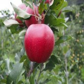 Tüplü Yarı Bodur Galaxy Gala Elma Fidanı thumbnail 3