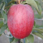 Tüplü Yarı Bodur Brookfiel Gala Elma Fidanı thumbnail 3