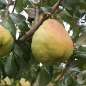 Tüplü Yarı Bodur İri Meyveli Deveci Armut Fidanı thumbnail 3