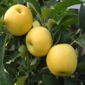 Tüplü Yarı Bodur Golden Elma Fidanı - 4