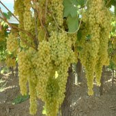 Tüplü Sultani İzmir Çekirdeksiz Üzüm Fidanı thumbnail 1