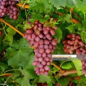 Tüplü Çekirdeksiz Crimson Üzüm Fidanı thumbnail 5