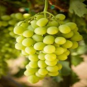 Tüplü Aromalı Narince Üzüm Fidanı thumbnail 2