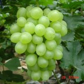 Tüplü Büyük Taneli Tarsus Beyazı Üzüm Fidanı thumbnail 1