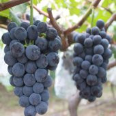 Tüplü Şaraplık Alicantepe Bousche Üzüm Fidanı thumbnail 2