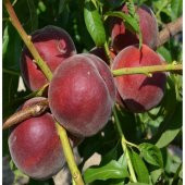 Tüplü Büyük Meyveli  Royal Gem Şeftali Fidanı thumbnail 5