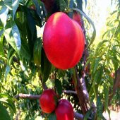 Tüplü Erkenci Zinkal 7  Nektarin Fidanı thumbnail 1