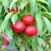 Tüplü Yüksek Verimli Amiga Nektarin Fidanı thumbnail 1