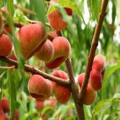 Tüplü Eşi Bulunmaz Paraguaya Basık Şeftali Fidanı - 4