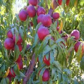 Tüplü Tatlı ve Sulu Venüs Nektarin Fidanı - 3