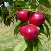 Tüplü Albenisi Yüksek Big Top Nektarin Fidanı thumbnail 4