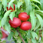 Tüplü Yüksek Verimli Amiga Nektarin Fidanı thumbnail 3