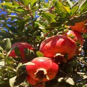 Tüplü Yöresel Katırbaşı Nar Fidanı thumbnail 2