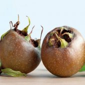 Tüplü Hızlı Gelişen Muşmula Döngel Fidanı thumbnail 2