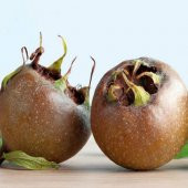 Tüplü Hızlı Gelişen Muşmula Döngel Fidanı thumbnail 4