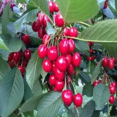 Tüplü Yola Dayanıklı Lambert Kiraz Fidanı thumbnail 1