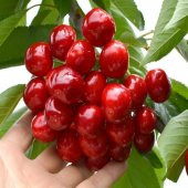 Tüplü Verimi Yüksek Noble Kiraz Fidanı thumbnail 3