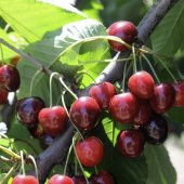 Tüplü Kalp Şeklinde Meyveli Summit Kiraz Fidanı thumbnail 1