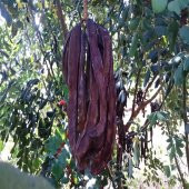 Tüplü Harnup (Keçi Boynuzu) Fidanı - 1