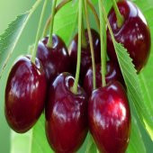 Tüplü Verimi Yüksek Larian Kiraz Fidanı thumbnail 3