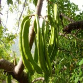 Tüplü Harnup (Keçi Boynuzu) Fidanı (80-120 cm) thumbnail 2