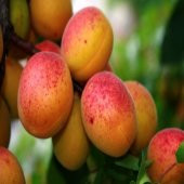 Tüplü Bal Küpü Şekerpare Kayısı Fidanı - 1