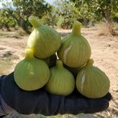 Tüplü Kolay Soyulabilen Ege Yeşil Güz İncir Fidanı thumbnail 2