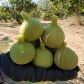 Tüplü Kolay Soyulabilen Ege Yeşil Güz İncir Fidanı thumbnail 3