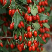 Tüplü Şifalı Kırmızı Goji Berry (Kurt Üzümü )Fidanı thumbnail 1