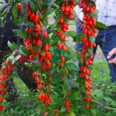 Tüplü Şifalı Kırmızı Goji Berry (Kurt Üzümü ) Fidanı 10 Adet - 3
