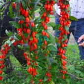 Tüplü Şifalı Kırmızı Goji Berry (Kurt Üzümü ) Fidanı 10 Adet - 5