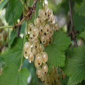 Tüplü Farklı Çeşit Beyaz Frenk Üzümü Fidanı thumbnail 2