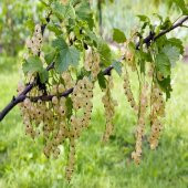 Tüplü Yellow  Frenk Üzümü Fidanı thumbnail 3