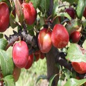 Tüplü Yüksek Verimli Autumn Erik Fidanı - 1