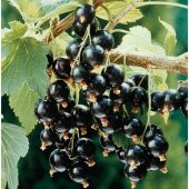 Tüplü Özel Çeşit Golyat Frenk Üzümü Fidanı thumbnail 2