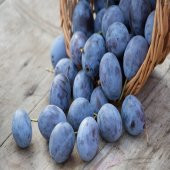 Tüplü Black Mürdüm Erik Fidanı thumbnail 5