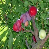 Tüplü Sofralık Pioneer Erik Fidanı thumbnail 3