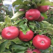 Tüplü Uzun Süre Muhafaza Edilebilen Fuji Kiku Elma Fidanı - 2