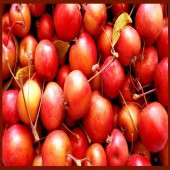 Tüplü Şifalı Dağ Elma Fidanı thumbnail 2