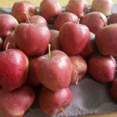 Tüplü Yüksek Verimli Starking Elma Fidanı thumbnail 3