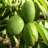 Tüplü Yan Dal Verimi Yüksek Howard Ceviz Fidanı thumbnail 1