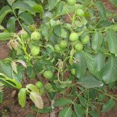 Tüplü İç Verimi Yüksek Chandler Ceviz Fidanı thumbnail 1