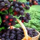 Tüplü Ahudu Melezi Boysenberry Böğürtlen Fidanı thumbnail 1